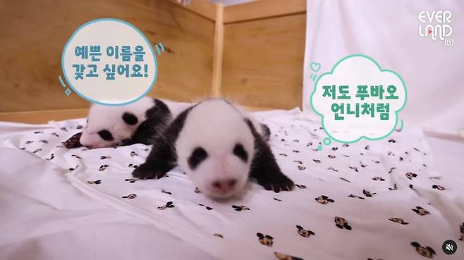 7월 7일 태어난 쌍둥이 아기 판다 이름을 정하는 1차 온라인 투표가 시작됐다. /에버랜드 공식 유튜브