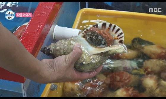 MBC 나혼자산다 예고편에 등장한 멸종위기 1급 나팔고둥. 사진 온라인 커뮤니티 캡쳐