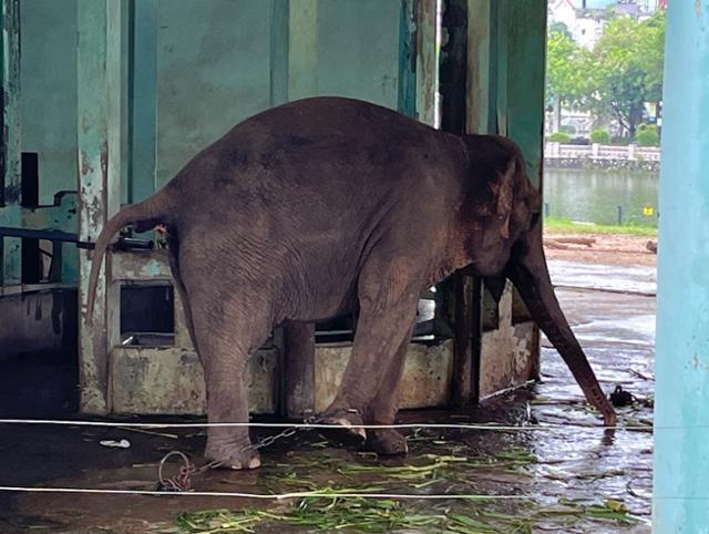 15일 베트남 하노이의 동물원에서 다리에 쇠사슬이 묶인 코끼리가 우리를 배회하고 있다. 하노이=허경주 특파원
