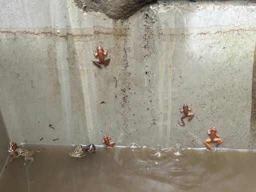 23일 오전 광교산 통신대길에 설치된 집수정에 빠진 개구리 10여 마리가 탈출하기 위해 안간힘을 쓰고 있다. 오민주 기자