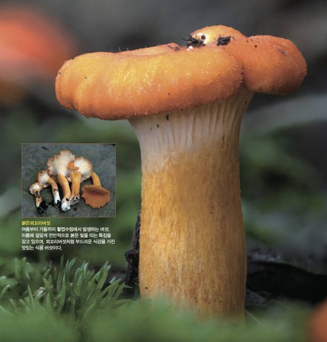 붉은꾀꼬리버섯은 여름부터 가을까지 활엽수림에서 발생하는 버섯이다. 이름에 걸맞게 전반적으로 붉은 빛을 띠는 특징을 갖고 있으며, 꾀꼬리버섯처럼 부드러운 식감을 가진 맛있는 식용 버섯이다. 박상영 제공