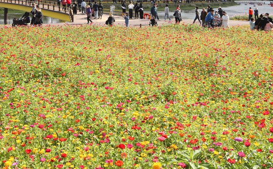 지난해 10월 10일 전남 장성 황룡강변에서 열린 가을꽃축제에서 시민들이 꽃을 감상하며 가을 정취를 만끽하고 있다. 연합뉴스