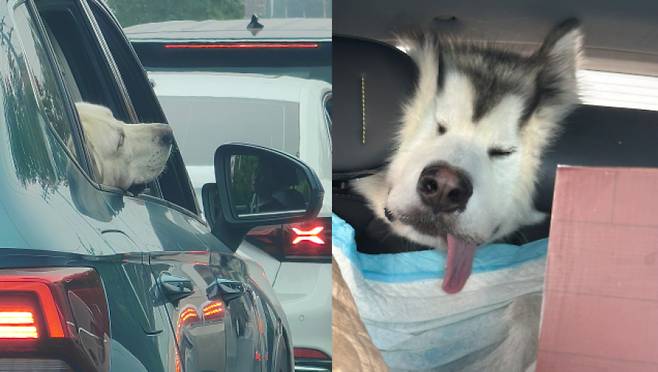 귀성길 정체 구간에 끼어 지친 반려동물들의 모습. 출처 웨이보