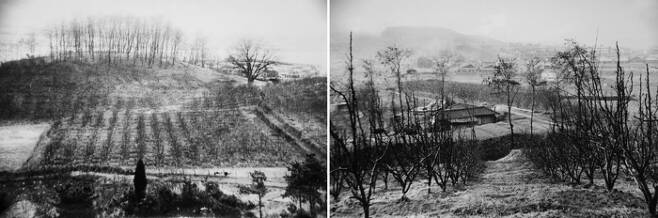 1971년 1월(왼쪽), 1970년 4월(오른쪽) 촬영된 압구정동 일대 배밭과 민가의 모습. 오른쪽 사진 부지에는 지금 현대백화점 압구정본점이 들어서 있다. [압구정향우회·강남구청]