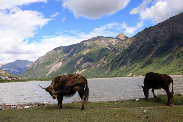 야크가 란우호 주변에서 한가롭게 풀을 뜯고 있다. ⓒ최종명