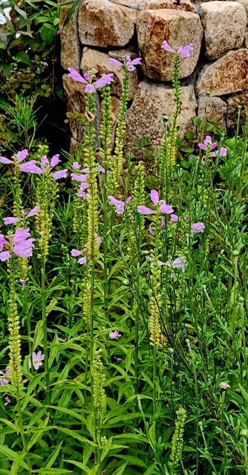 롯데백화점 소공동 인근 서울 도심 화단에 무리지어 피어있는 꽃범의꼬리. 10월 8일