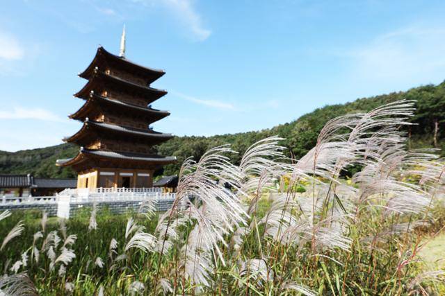 사명대사공원의 억새가 가을 분위기를 물씬 풍긴다. ⓒ박준규