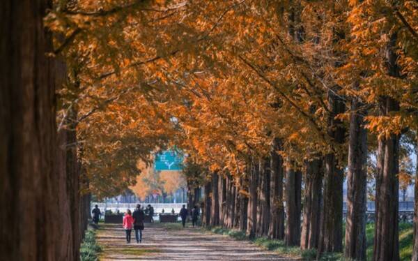 담양 메타세쿼이아길 / 한국관광공사