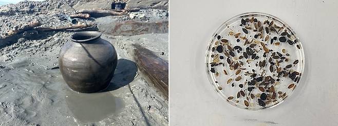 고려시대 선박 ‘해남선’에서 발견된 도기(왼쪽)와 볍씨 등 각종 씨앗들. 국립해양문화재연구소 제공