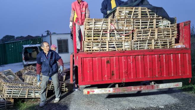 현지시간으로 지난달 12일, 동물보호단체의 신고를 받고 출동한 경찰은 장쑤성 장자강시의 한 도로에서 1000여 마리의 고양이를 싣고 가던 트럭(사진)을 발견해 제지했다. 사진=더페이퍼