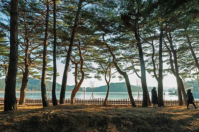 100년이 넘은 울창한 금강소나무 숲 사이로 화진포 호수가 보인다. 강원도 고성 화진포를 둘러싼 화진포 금강소나무 숲은 호수와 바다와 어우러져 색다르다. /최병준 영상미디어 객원기자