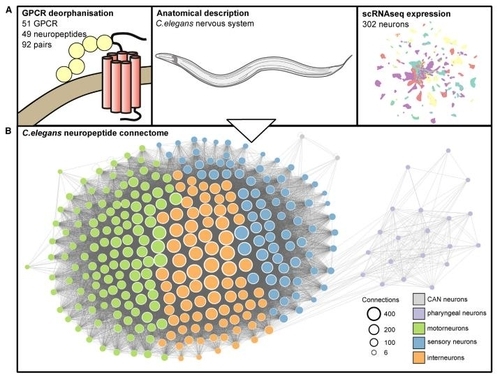 예쁜꼬마선충의 신경펩티트 연결 지도 제작 49가지 신경펩티드와 51가지 G단백질결합수용체(GPCR), 302가지 단일 뉴런 발현 데이터를 이용해 모든 뉴런이 하나의 연결된 네트워크를 형성하는 신경계 연결지도를 제작했다. [Neuron/William Schafer et al. 제공. 재판매 및 DB 금지]