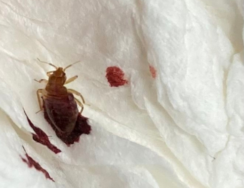 A online community user posted a picture of a bedbug found on the user's trench coat. [SCREEN CAPTURE]