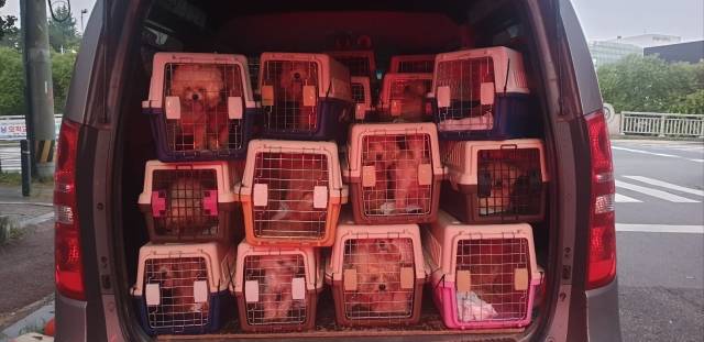 펫숍 업자가 동물단체에 전달한 44마리의 폐견들 모습. 대부분 1~2살의 어린 성견이지만, 생후 2~6개월령 강아지가 상품가치를 갖는 펫숍에서는 분양 가치가 없는 애물단지 취급을 받는다. 동물구조단체 다솜 제공