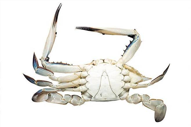 인천 소래포구에서 구입한 꽃게. 5마리 중 4마리가 집게발이나 다리가 없는 상태였다. /이태경 기자