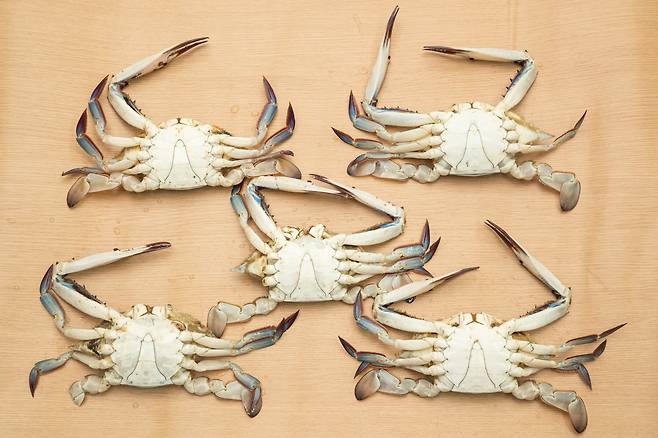 인천 소래포구에서 구입한 꽃게. 5마리 중 4마리가 집게발이나 다리가 없는 상태였다. /이태경 기자