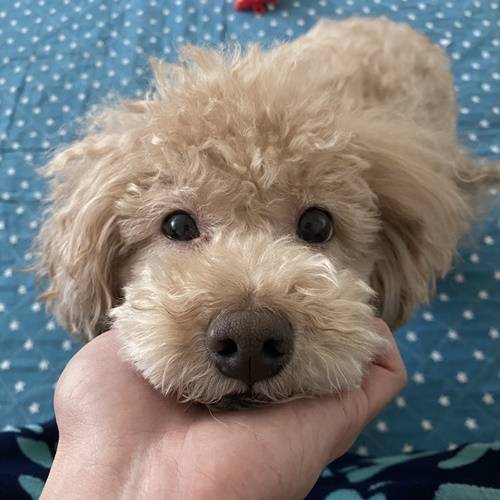 배우 김상우가 MK스포츠와 펫터뷰를 통해 반려견을 소개했다. 사진=김상우