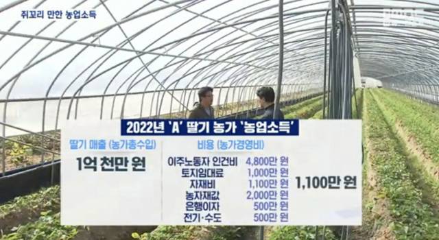 ▲2022년 'A' 딸기 농가의 농업소득. MBC <뉴스데스크> 화면 캡처.