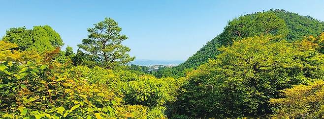 혼아미 암자 앞에서는 멀리 교토 시내가 내려다보인다. 먼 산봉우리들이 히가시야마(東山) 산이고, 오른쪽은 우리말로 매봉인 다카가미네이다.