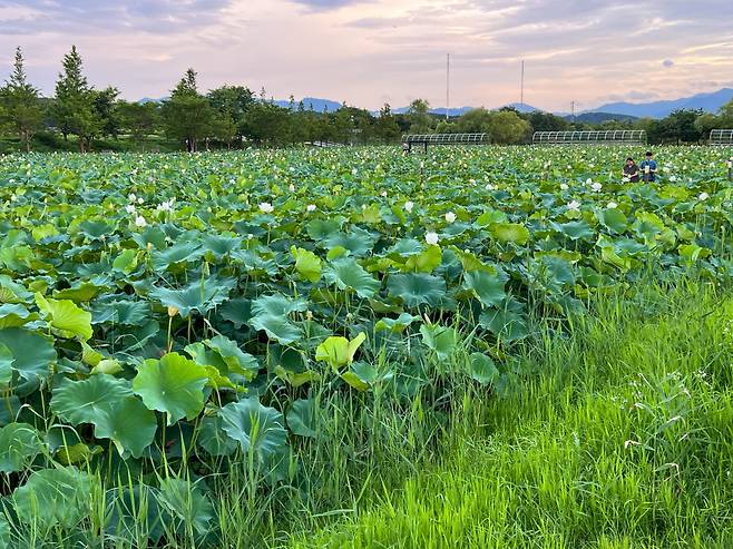 경포호 여름 풍경