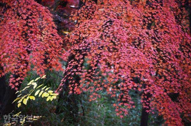 지난달 30일 광주 사직단 주변에 뜻밖에도 고운 단풍이 남아 있었다.