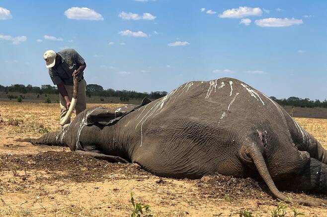 짐바브웨에서 10여 마리의 코끼리가 물을 먹지 못해 떼죽음을 당했다. 로이터 연합뉴스