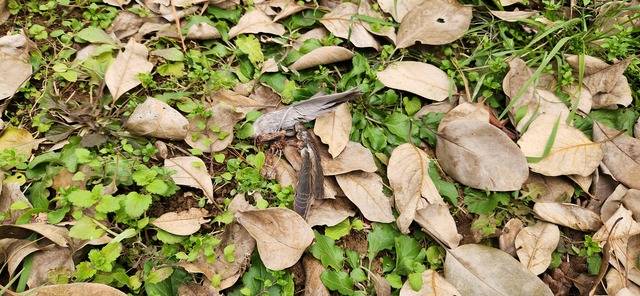 지난 6일 경기 광명시 소하동 인근 방음벽 너머 화단에서 발견된 새 사체. 백재연 기자