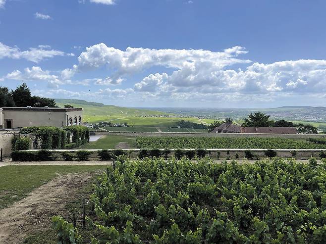 수도원 앞으로 펼쳐진 포도밭. /이혜운 기자