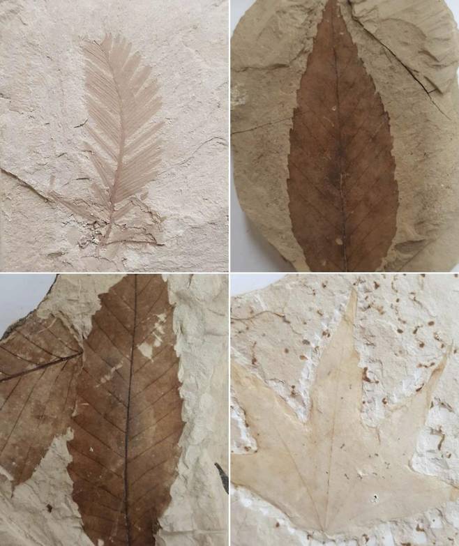 ▲'포항 금광동층 신생대 화석산지'에서 나온 화석들 사진 : 연합뉴스