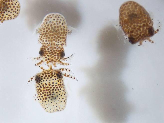 국제우주정거장으로 날아간 어린 짧은꼬리오징어들. 인체 대신 우주에서 공생 미생물을 연구하기 위한 목적으로 보냈다./NASA