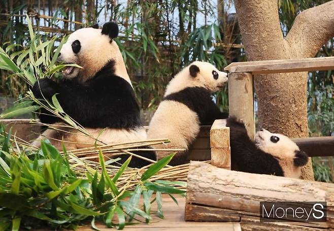 쌍둥이 판다 바깥 나들이/사진=장동규 기자