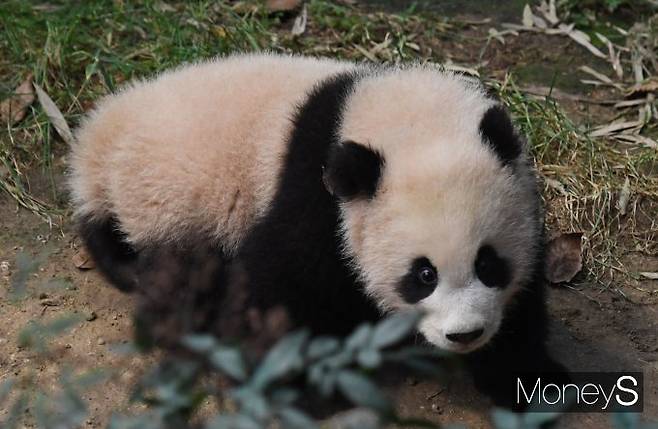 '치명적인 귀여움'/사진=장동규 기자