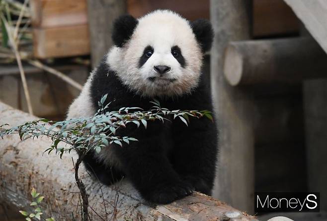 '나 귀엽지?'/사진=장동규 기자