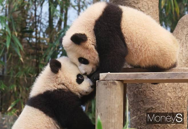 루이바오·후이바오 '눈싸움중'/사진=장동규 기자