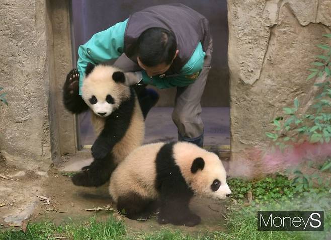 푸바오 동생 '쌍둥이 판다' 등장/사진=장동규 기자