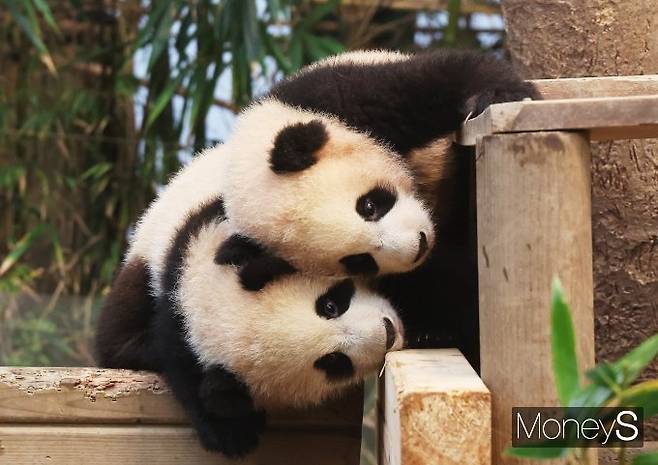 귀엽다 귀여워/사진=장동규 기자