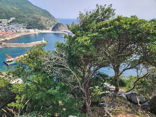 ▲신안 가거도에 분포하는 나한송 사진 : 신안군