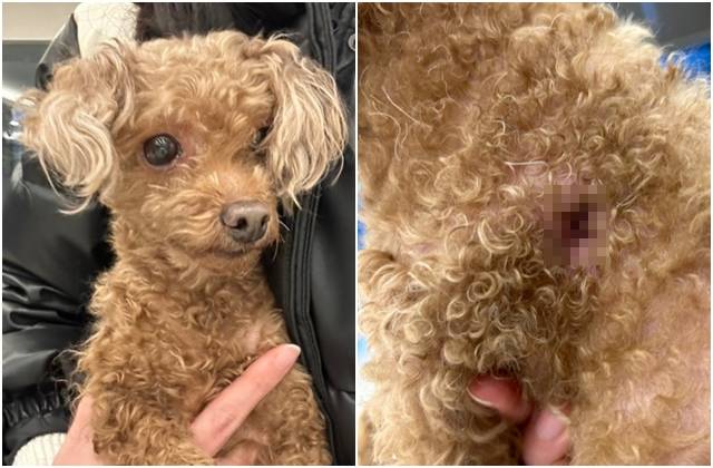 한 번 유기됐다가 생살이 패인 채 다시 버려진 갈색 푸들. 포인핸드 캡처