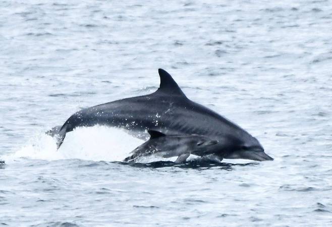 삼팔이와 삼팔이가 낳은 새끼가 함께 유영하는 모습 (사진, 해양동물생태보전연구소(MARC) 인스타그램)