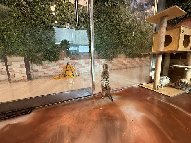 지난 7일 서울 마포구 홍대 인근 한 야생동물카페에서 미어캣 한 마리가 출입구 앞을 쉬지 않고 왔다 갔다 하고 있다. 미어캣들은 2평 남짓 방 안에서 불안한 듯 밖을 경계했다.