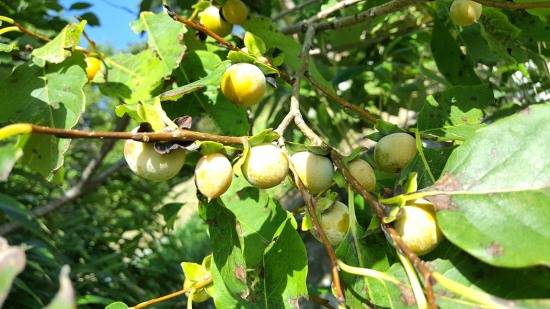 7월의 고욤나무열매