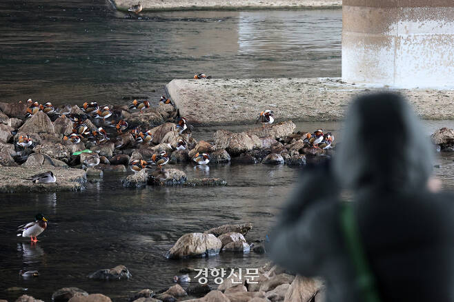 서울 성동구 중랑천변에서 산책하던 시민이 모여있는 원앙을 휴대전화로 촬영하고 있다.