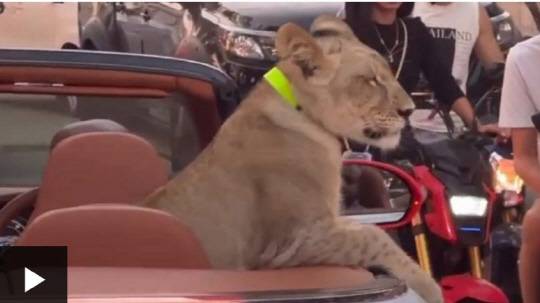 태국 파타야에서 벤틀리 오픈카를 타고 나온 새끼 사자. 사진=페이스북