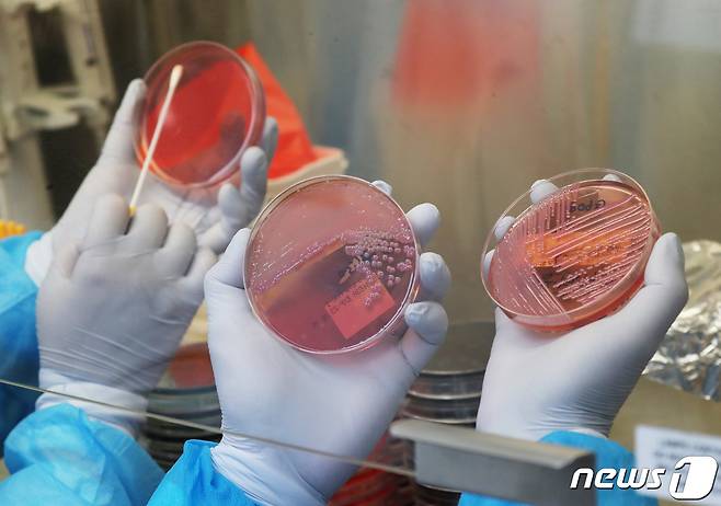 경기도 수원시 권선구 경기도보건환경연구원에서 감염병연구부 수인성질환팀 직원이 균 배양검사를 하고 있다. 2023.3.15/뉴스1 ⓒ News1 김영운 기자