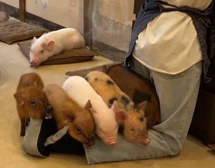 일본에서 유행하는 '돼지카페' 돼지들./인스타그램