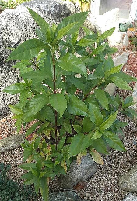 죽철초(금원산 수목원)