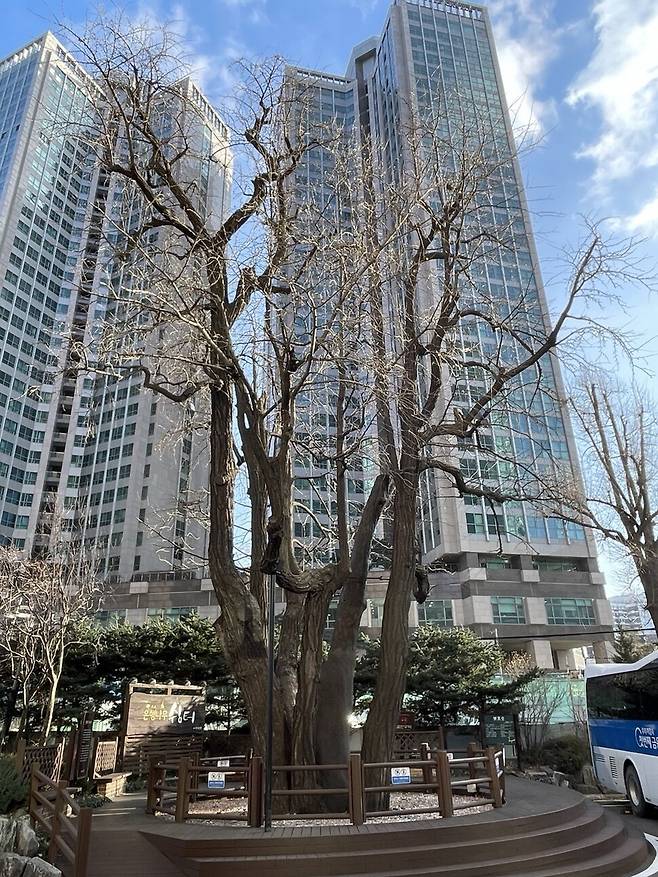 회동 정씨 종가 자리엔 두 그루의 500년 된 은행나무가 남아있다. 안채 쪽에 있던 은행나무. 김규원 선임기자