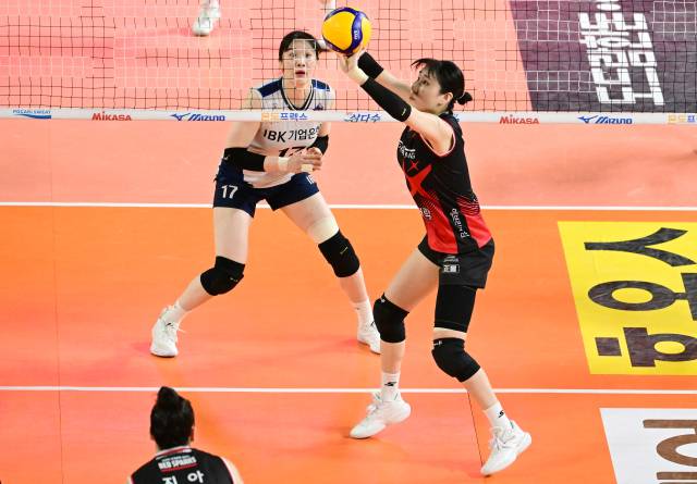 염혜선이 토스하고 있다 / KOVO(한국배구연맹)