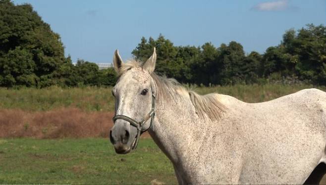 지난해 10월 말 제주시 애월읍 축산물공판장 앞에서 도살 직전 구조된 말 ‘늘봄’이 고향인 미국으로 돌아가게 됐다고 동물권단체 피타와 제주비건이 5일 전했다. 단체 제공