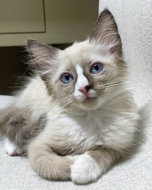 고양이 앙코가 카메라를 응시하고 있다. 사진=오혜원